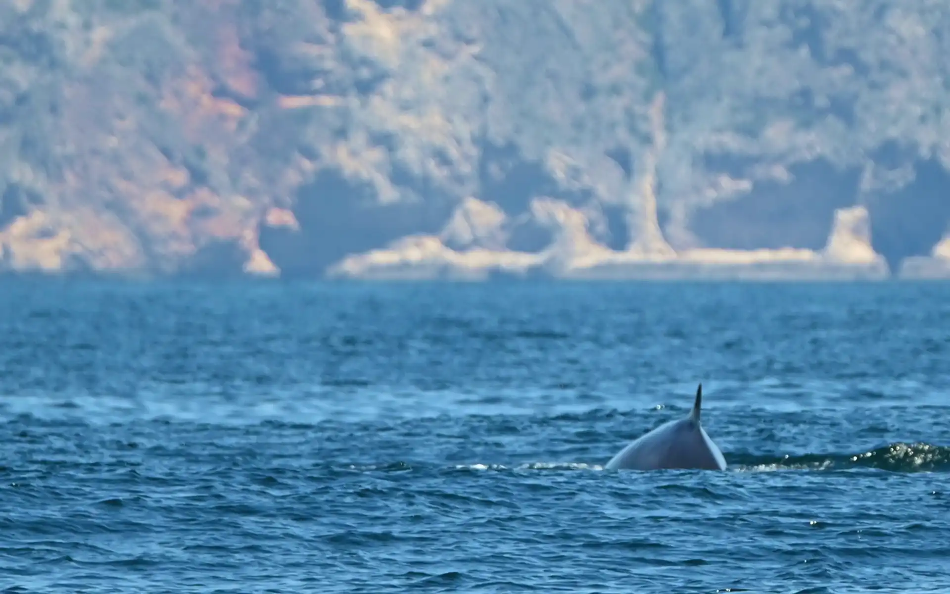 Dolphin fin breaking the ocean surface with the dramatic cliffs of Cabo Espichel in the blurred background under a clear blue sky.