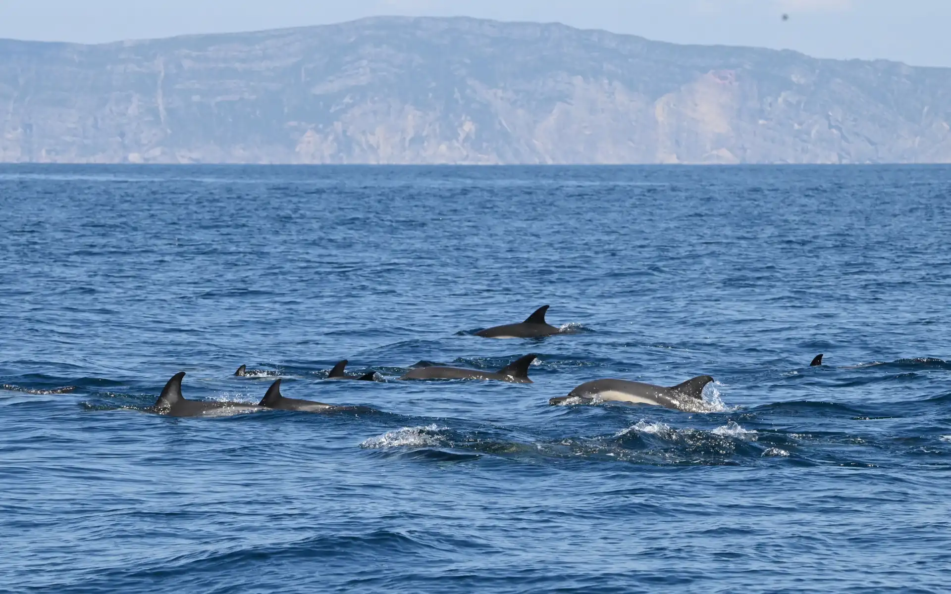 Pod of dolphins swimming gracefully near the surface of the ocean with mountains in the distant background.