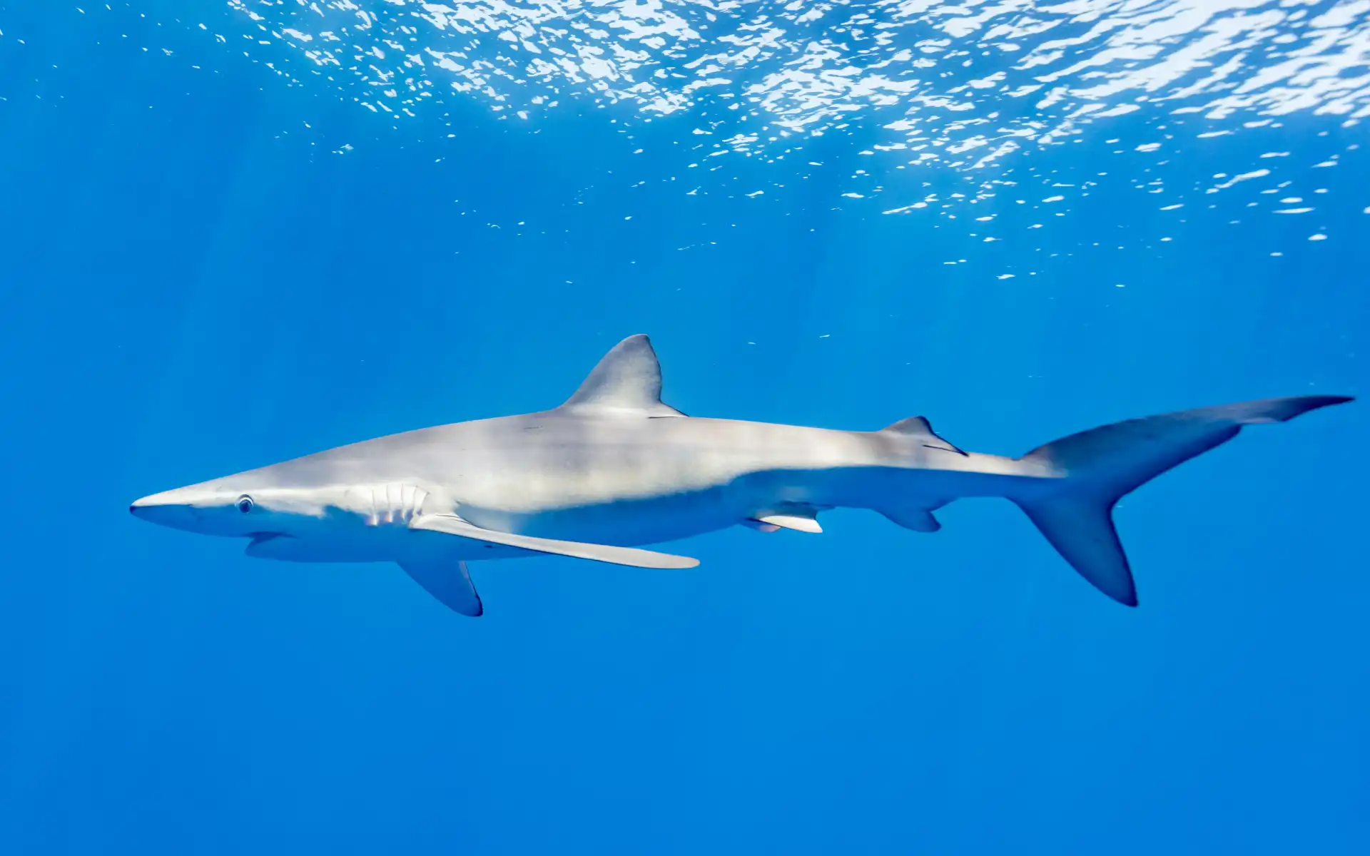 Close-up of blue shark species swimming in the Atlantic Ocean near Portugal’s coastline, representing common shark sightings and marine conservation efforts in Portuguese waters.