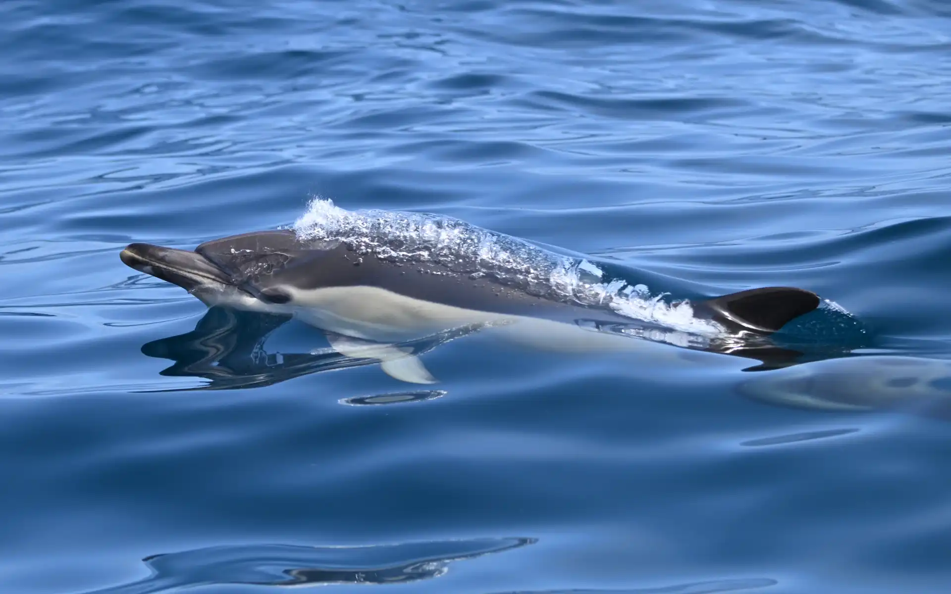 Close-up of a dolphin breaking the ocean surface, water splashing off its sleek body as it swims through calm blue waves.